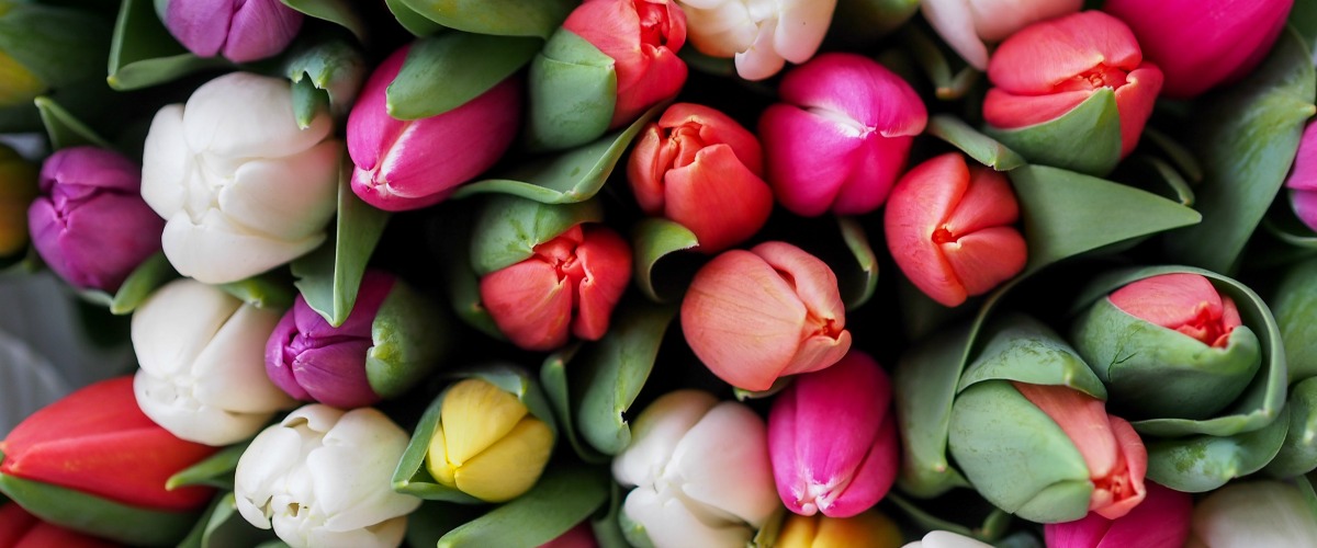 Tulips